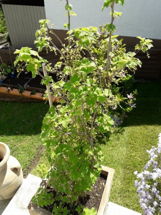 Charmantes kleines Haus, nur für ein Paar geeignet - Garten