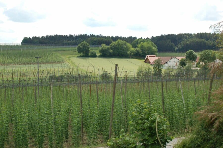 Holledauer Traumgrundstück in Südlage mit Weitblick auf dem Dorf, mit altem Wohnhaus - Ausblick