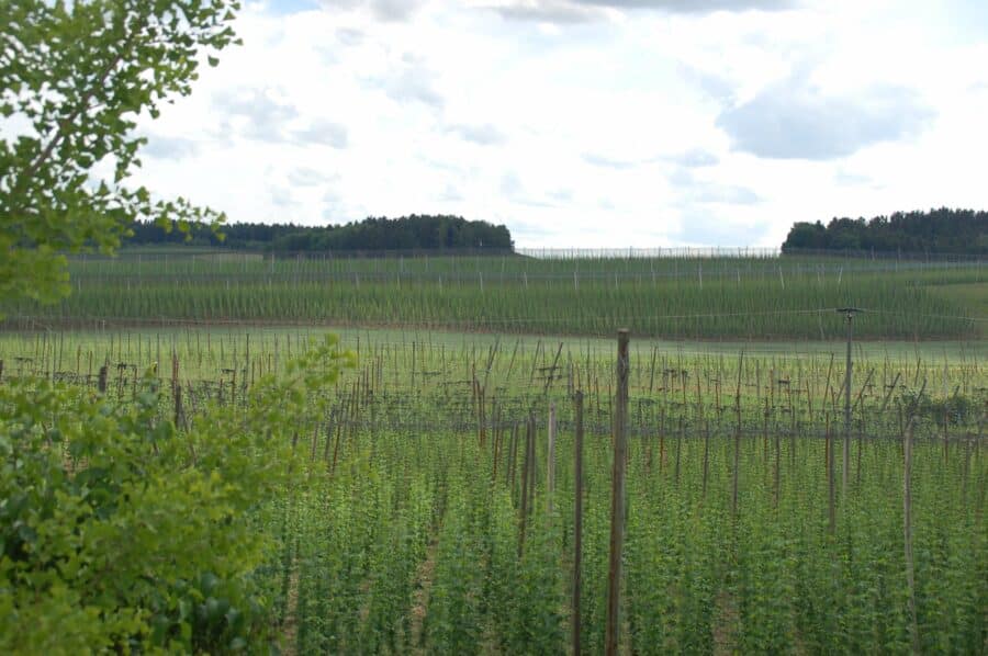 Holledauer Traumgrundstück in Südlage mit Weitblick auf dem Dorf, mit altem Wohnhaus - Ausblick